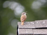 Canyon Wren singing